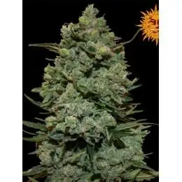 Kush Cookies